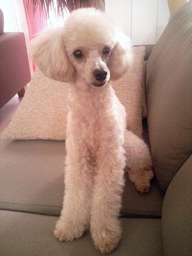 Toy Poodle yavrusu 2