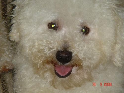 Toy Poodle yavrusu 3