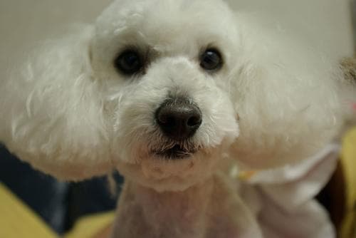 Maltipoo yavrusu 2