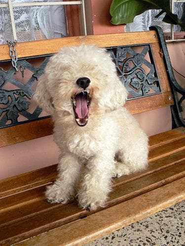 Toy Poodle yavrusu 3
