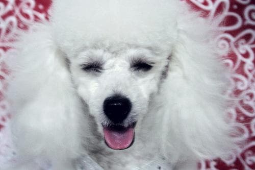 Toy Poodle yavrusu 1