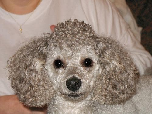 Toy Poodle yavrusu 3