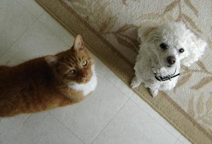 Toy Poodle yavrusu 1