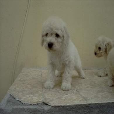 Toy Poodle yavrusu 2
