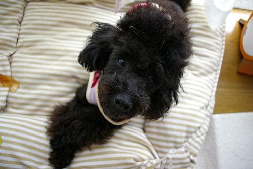 Toy Poodle yavrusu 3