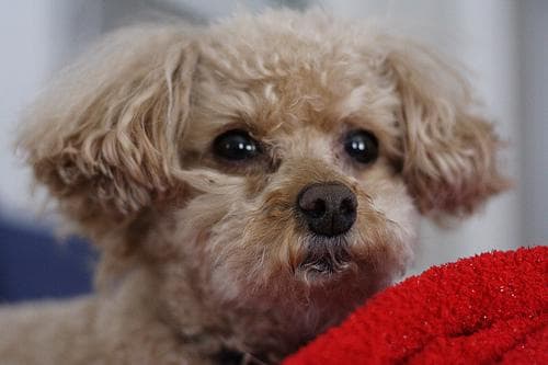 Toy Poodle yavrusu 2