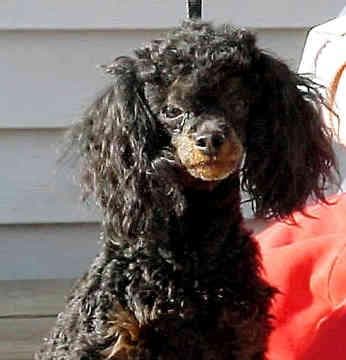 Toy Poodle yavrusu 3