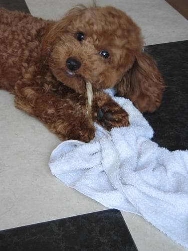 Toy Poodle yavrusu 2