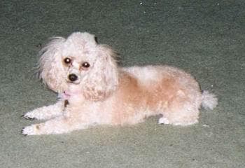 Toy Poodle yavrusu 1