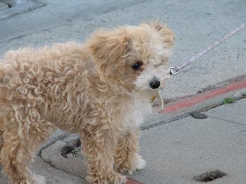 Toy Poodle yavrusu 2