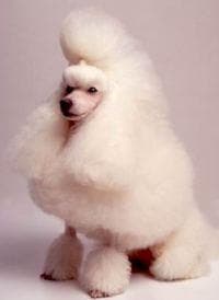 Toy Poodle yavrusu 3