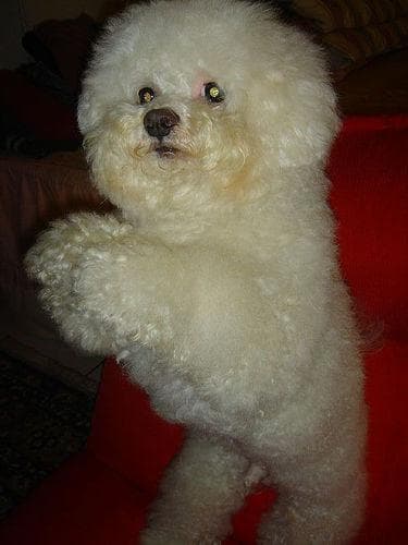 Maltipoo yavrusu 1