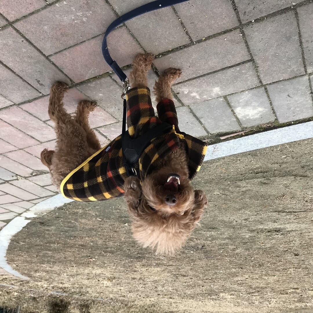Toy Poodle yavrusu 3