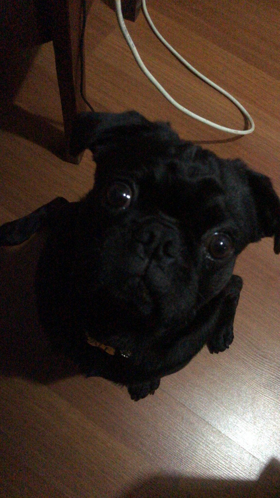 Pug yavrusu 3