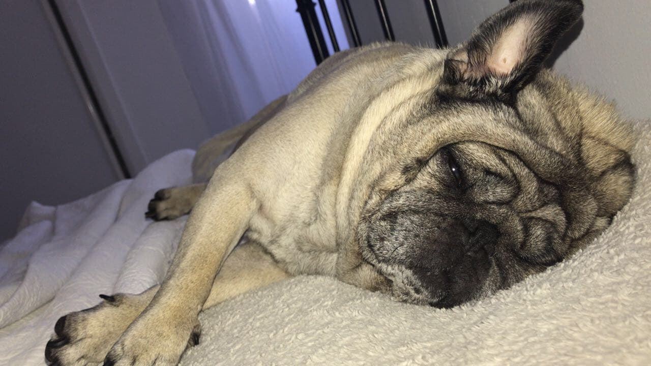 Pug yavrusu 2