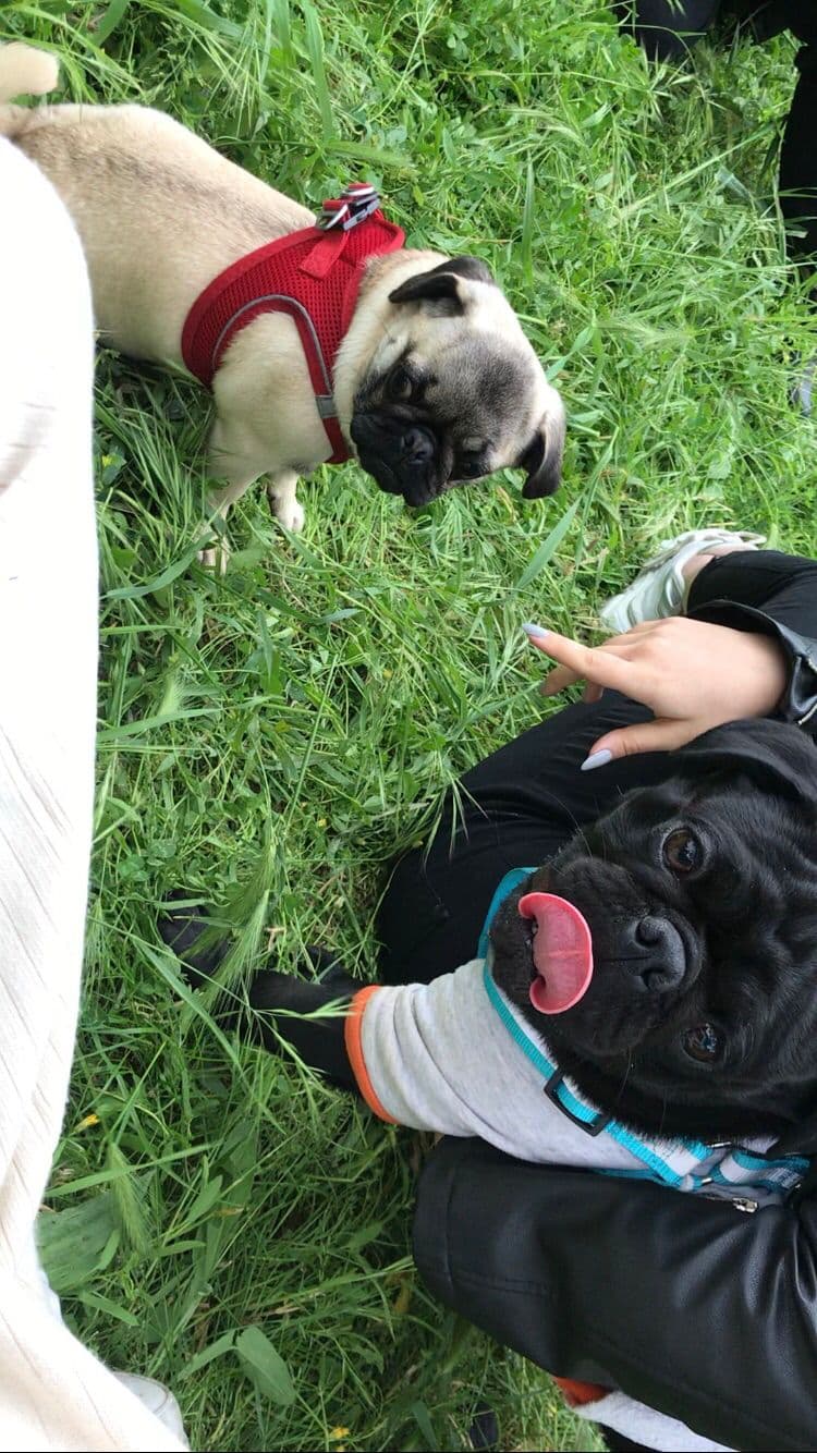 Pug yavrusu 3