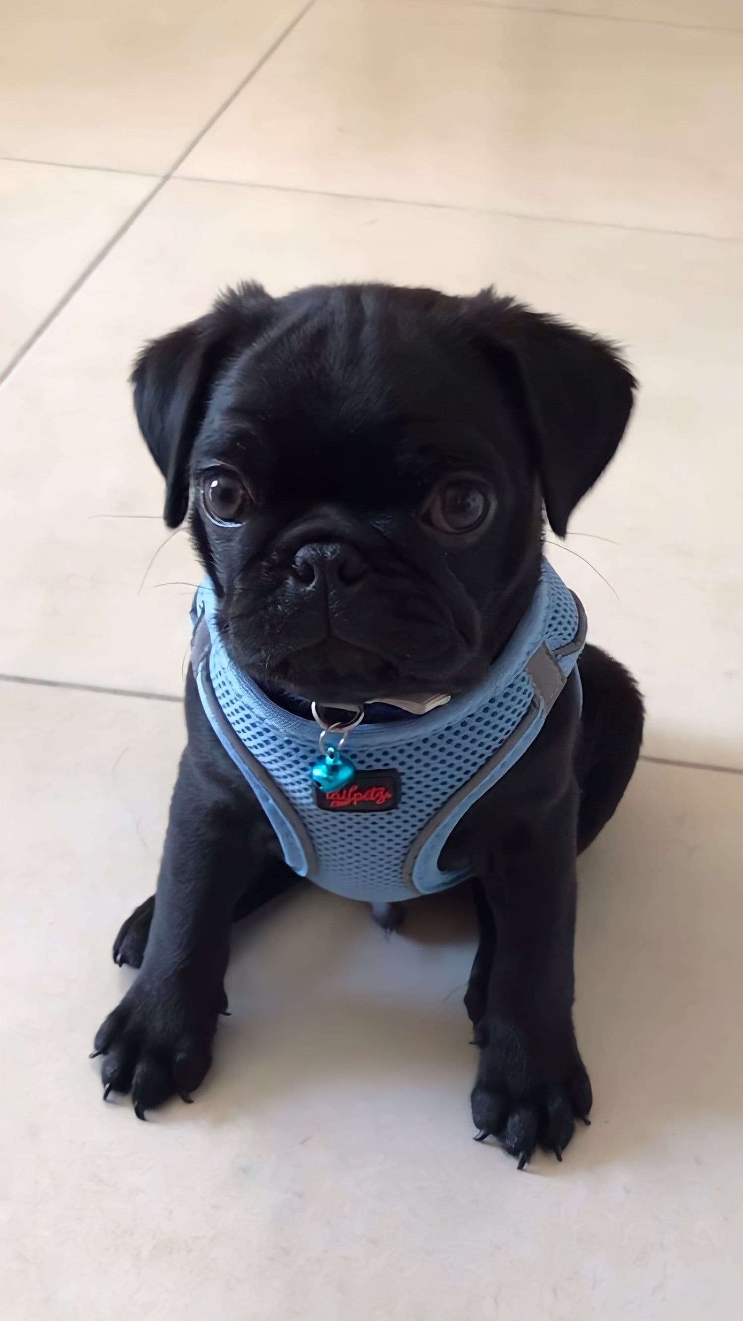 Pug yavrusu 3