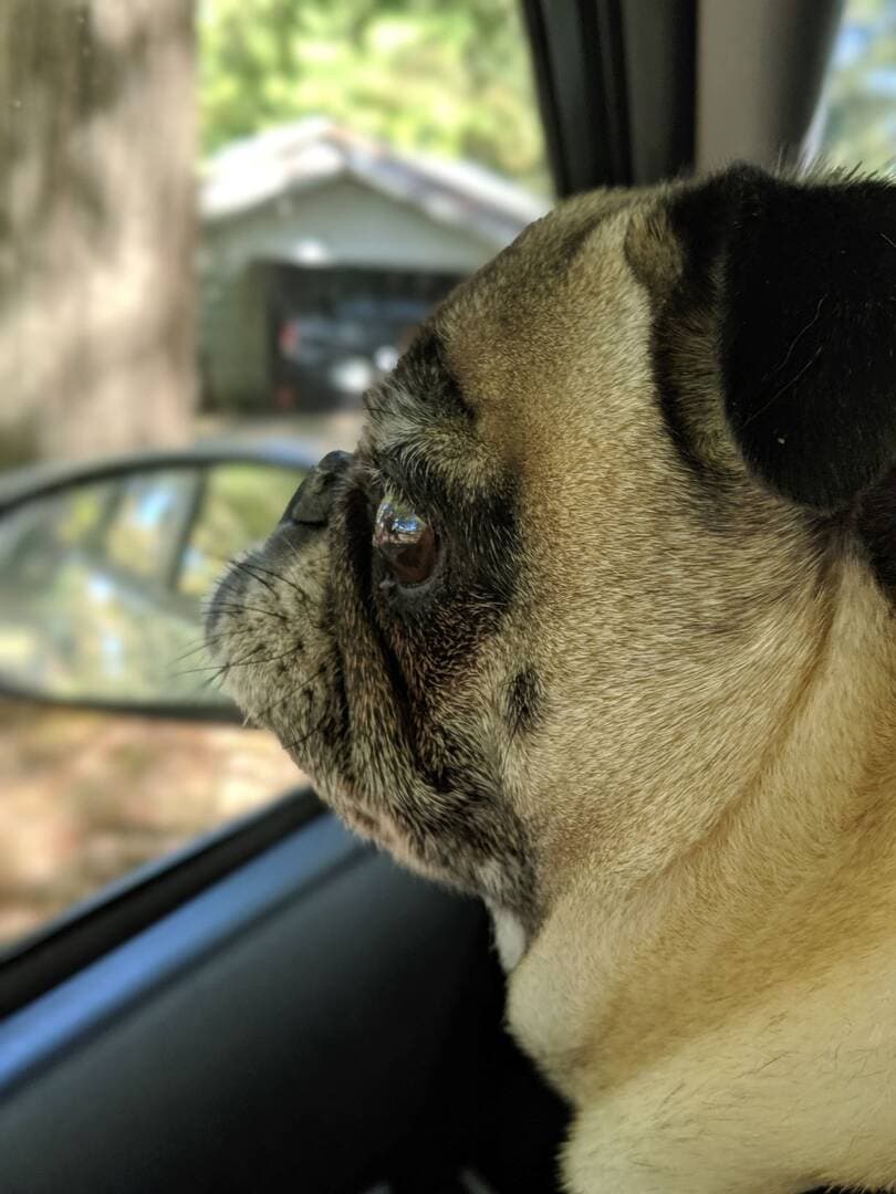 Pug yavrusu 2