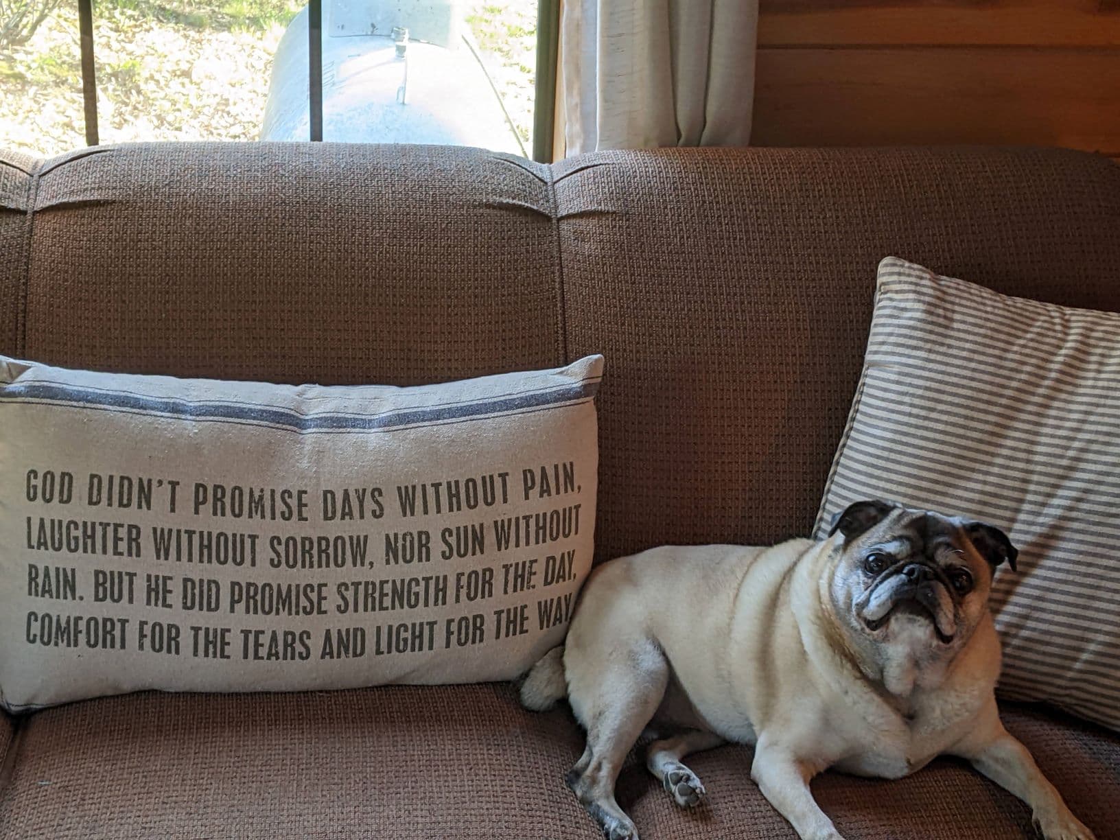 Pug yavrusu 2