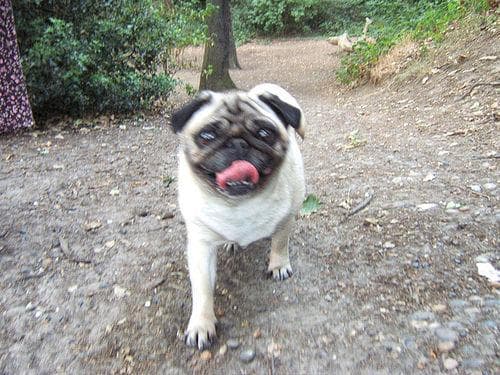 Pug yavrusu 2