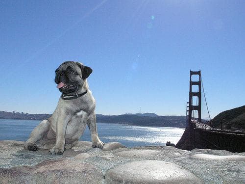Pug yavrusu 2