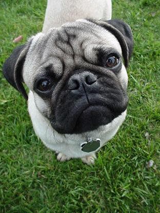 Pug yavrusu 2