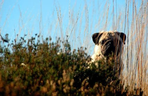 Pug yavrusu 3