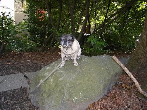 Pug yavrusu 2