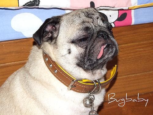 Pug yavrusu 3