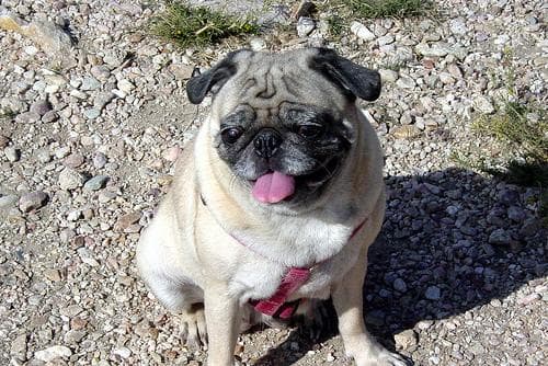 Pug yavrusu 3
