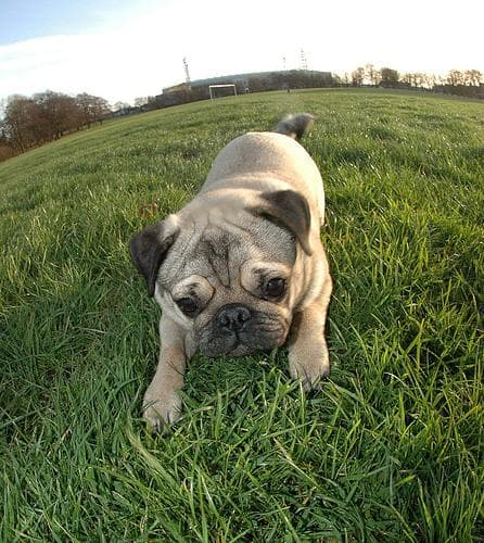 Pug yavrusu 2