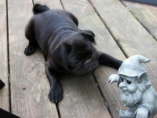 Pug yavrusu 3