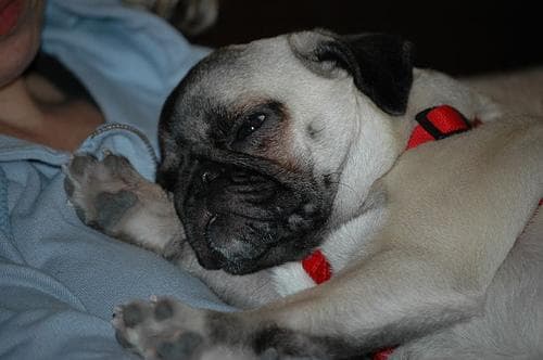 Pug yavrusu 3
