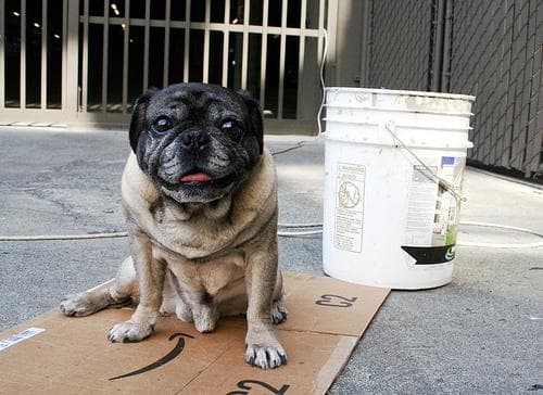 Pug yavrusu 2