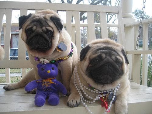 Pug yavrusu 2