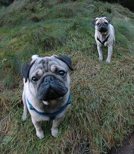 Pug yavrusu 3