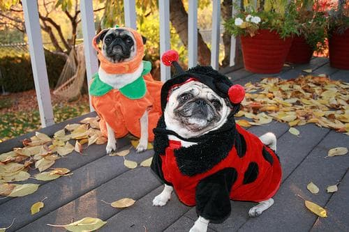 Pug yavrusu 2