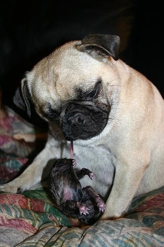 Pug yavrusu 3