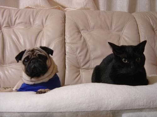 Pug yavrusu 3