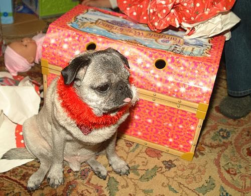 Pug yavrusu 1