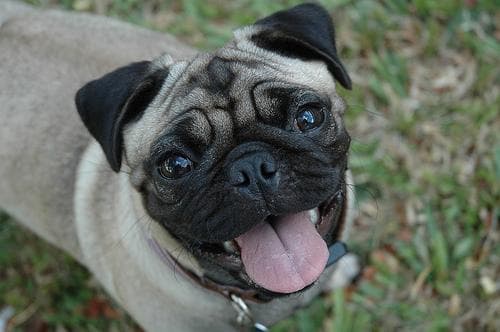 Pug yavrusu 3