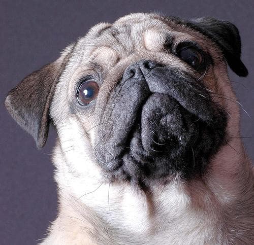 Pug yavrusu 3