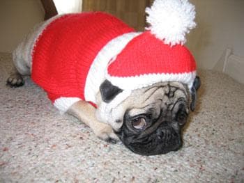 Pug yavrusu 2