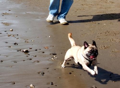 Pug yavrusu 2