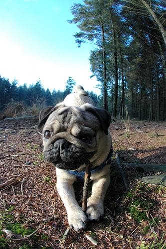 Pug yavrusu 3