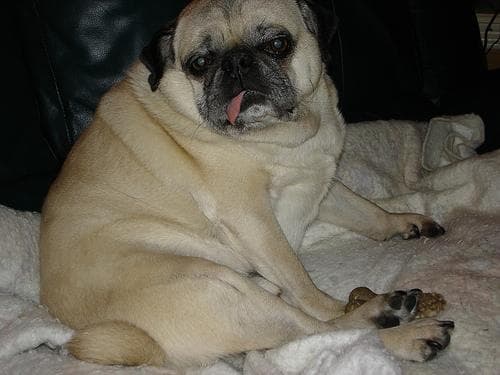 Pug yavrusu 2