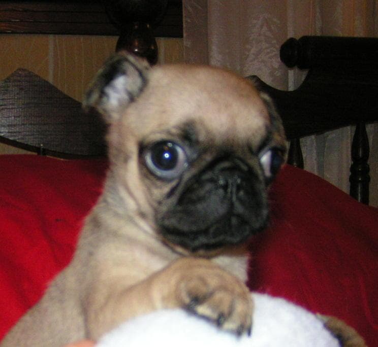 Pug yavrusu 2