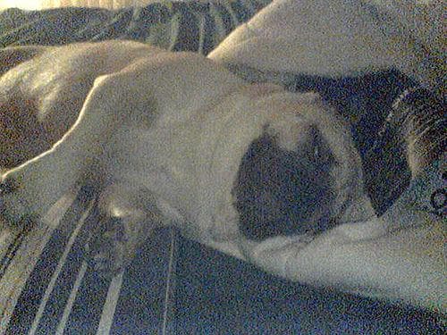 Pug yavrusu 3