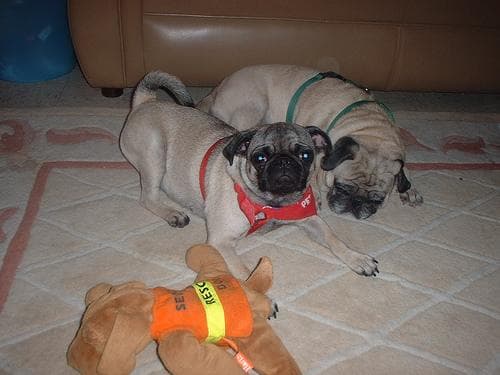 Pug yavrusu 2