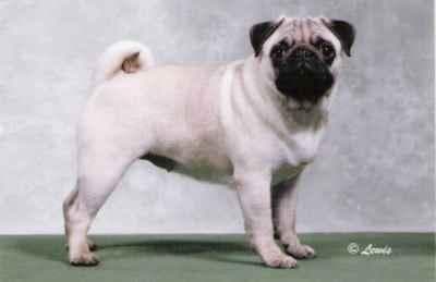 Pug yavrusu 3